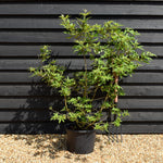 Vitex agnus-castus| Chaste tree - Height 60cm-70cm - 20lt