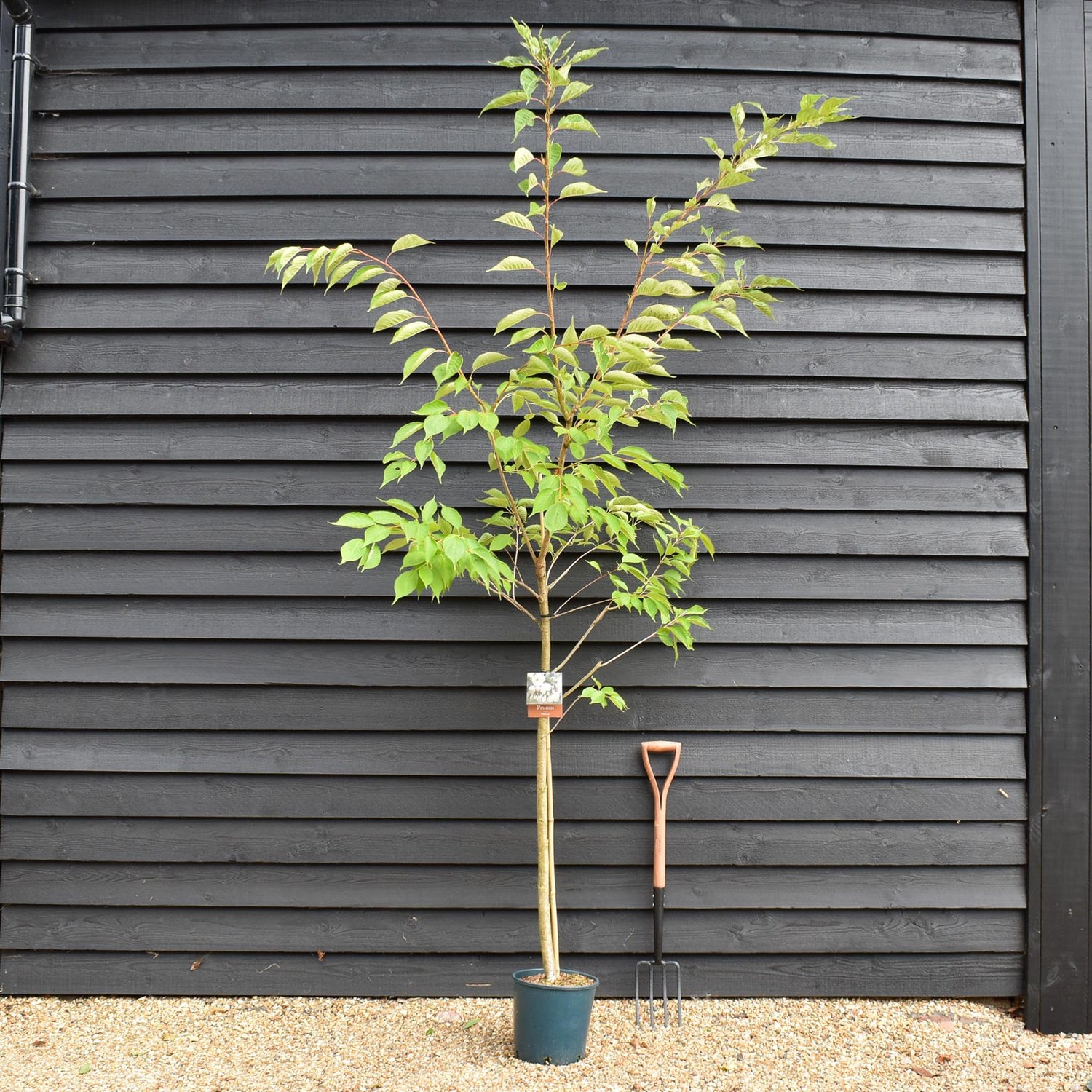 Prunus Shirotae | Cherry 'Shirotae' - 200-250cm, 10lt