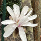 Magnolia Stellata - 115-120cm - 10lt
