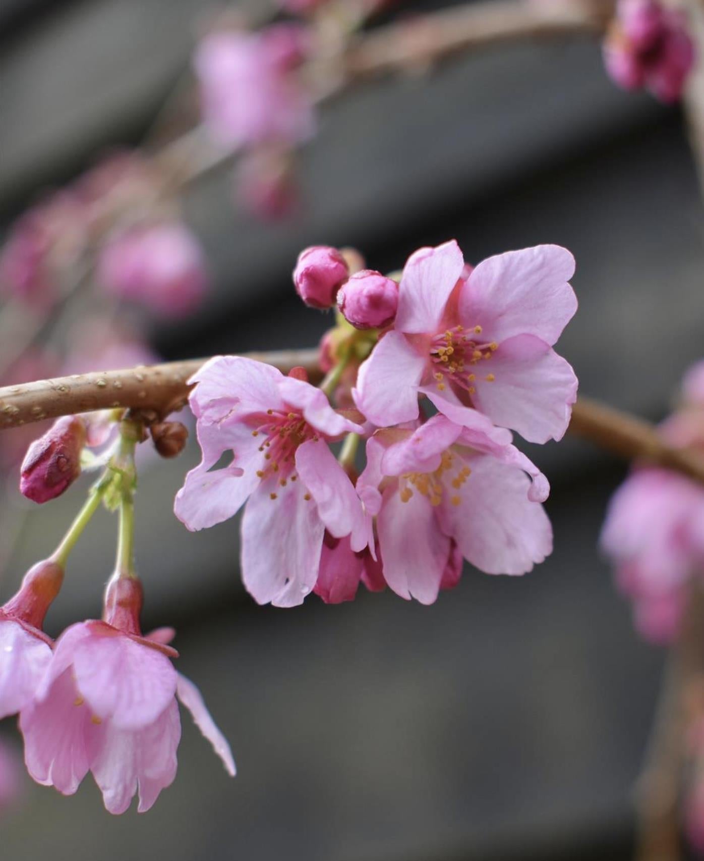 Weeping Cherry | Prunus Pink Cascade - 180-220cm - 12lt