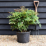 Nandina domestica Obsessed 'Heavenly Bamboo' Seika - Height 50-70cm - Width 50cm - 20lt
