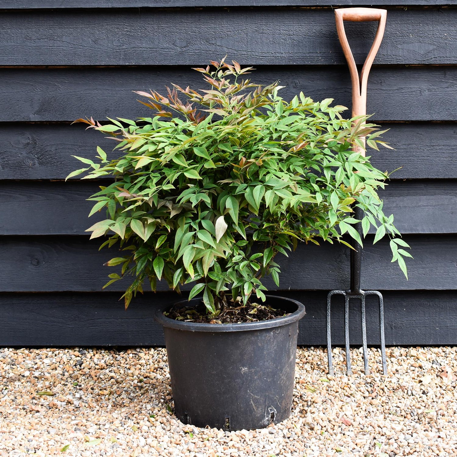 Nandina domestica Obsessed 'Heavenly Bamboo' Seika - Height 50-70cm - Width 50cm - 20lt