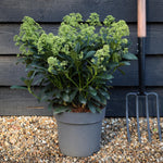 Skimmia japonica | Japanese skimmia - 'Finchy' Height 40-50cm - 5lt