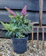 Buddleja 'Butterfly Candy Little Pink' | Butterfly Candy Little Pink 10-20cm - 3lt