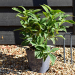 Hydrangea serrata 'Magic Pillow' - Shrub - Height 15-20cm - 2lt