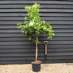 Lemon Tree | Citrus Limonero' - Tree - Clear Stem 50cm - Height 180-190cm - 25lt
