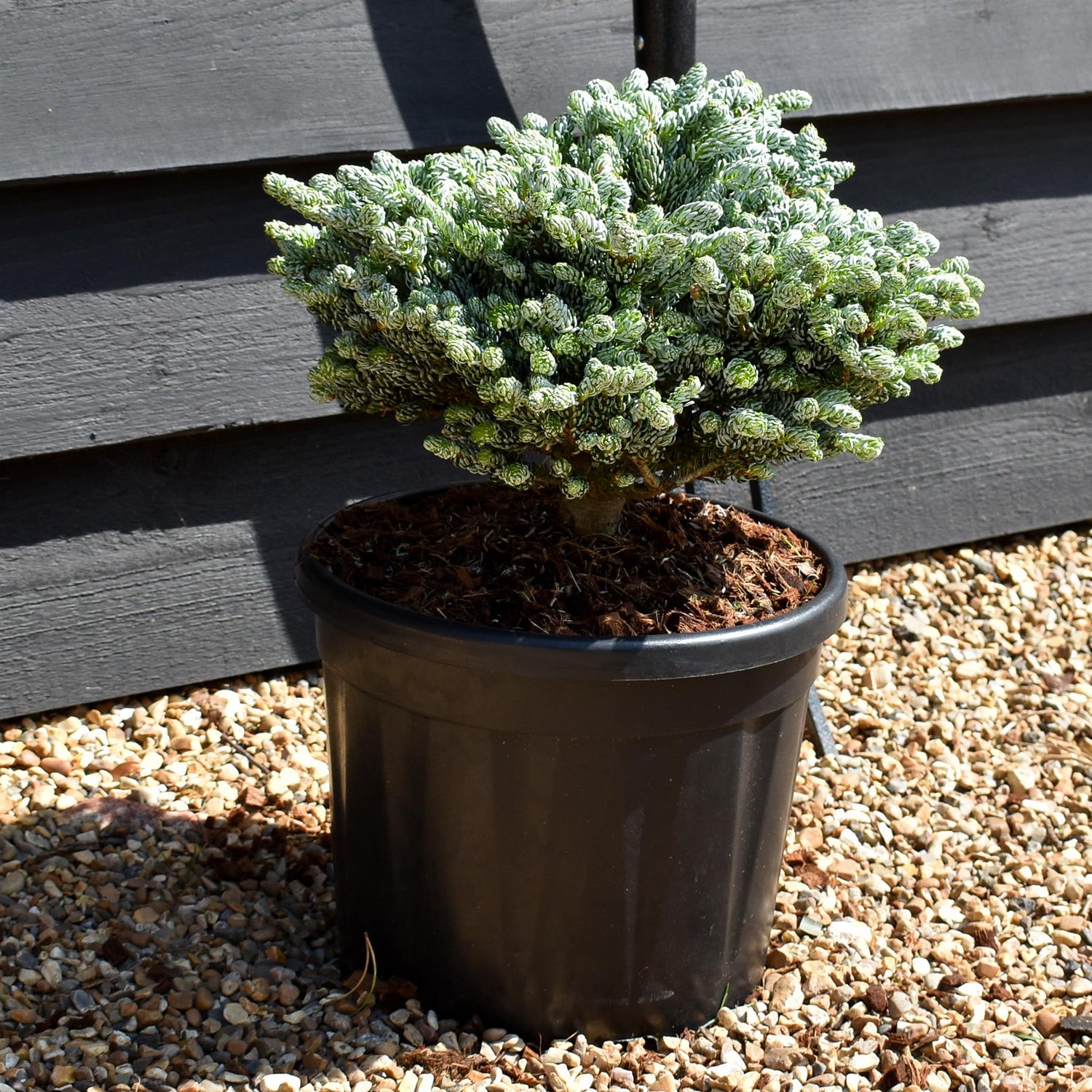 Abies koreana 'Ice Breaker' - Height 20-25cm - Width 35-40cm - 11lt