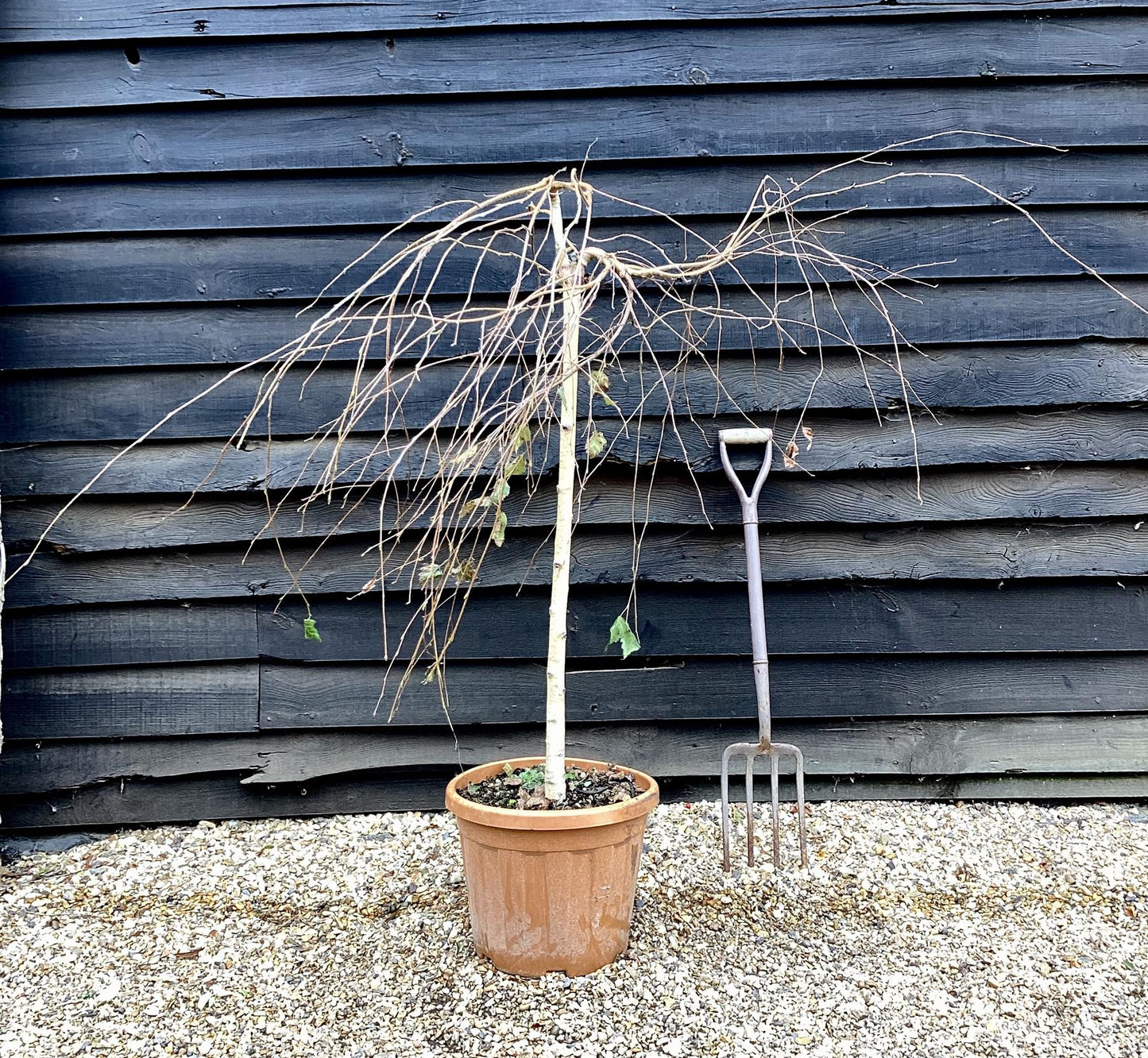 Betula pendula Youngii | Young’s Weeping Birch - Girth 8-10cm, 120-135cm, 30lt