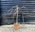 Young’s Weeping Silver Birch | Betula pendula Youngii - Girth 8-10cm Height 120-135cm - 30lt