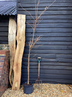Prunus subhirtella Autumnalis | Winter-Flowering Cherry 'Autumnalis' - 300-320cmcm, 20lt