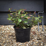 Hardy Blue-Flowered Leadwort | Ceratostigma plumbaginoides - Height 15-25cm - 2lt