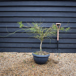 Acer palmatum dissectum | laceleaf Japanese maple - Bowl - Clear Stem 30cm - Height 80-90cm - 40lt