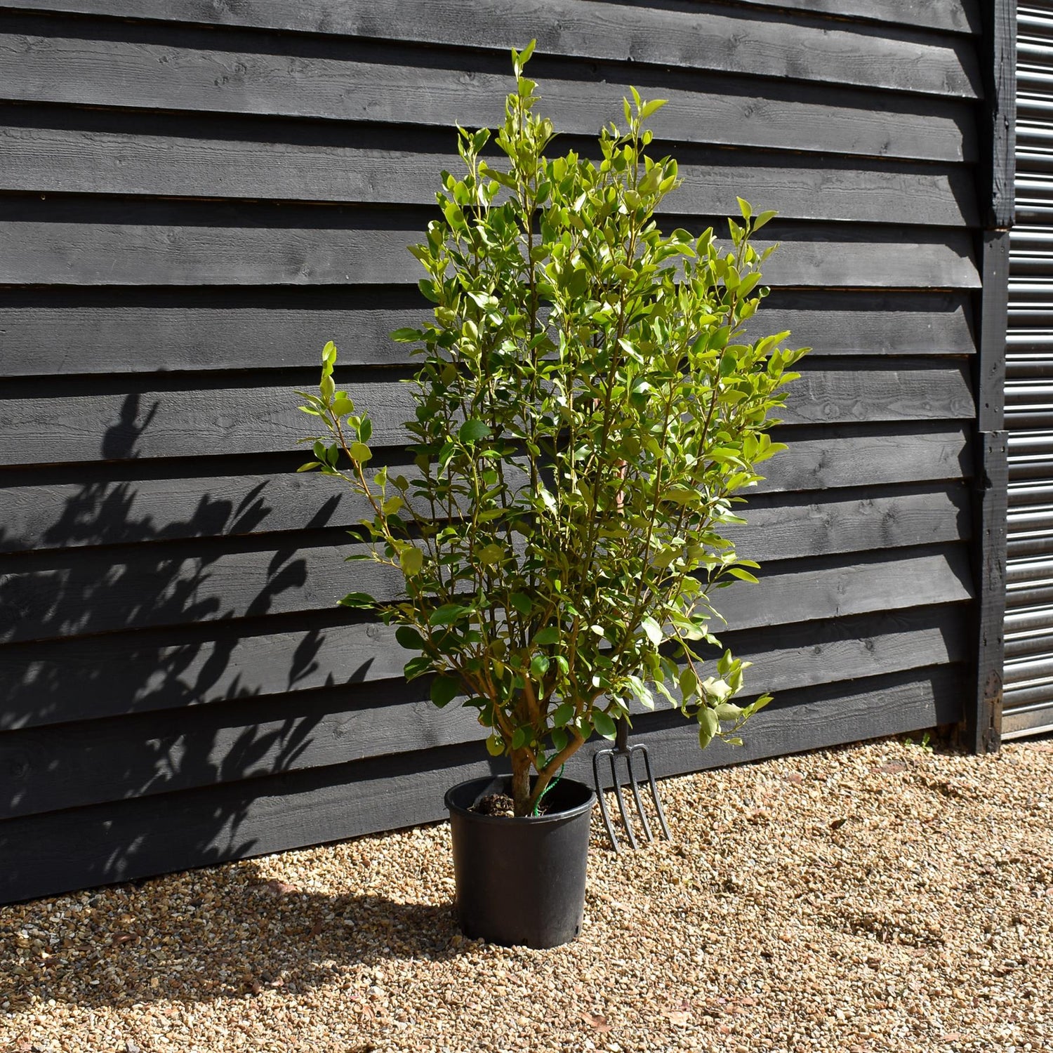 Griselinia littoralis - Pot Grown - Height 120-140cm - 12lt