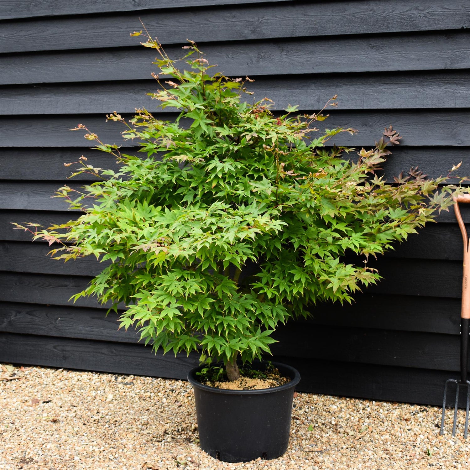 Acer palmatum 'Osakazuki' | Japanese Maple - Bushy - 150-180cm - 35lt