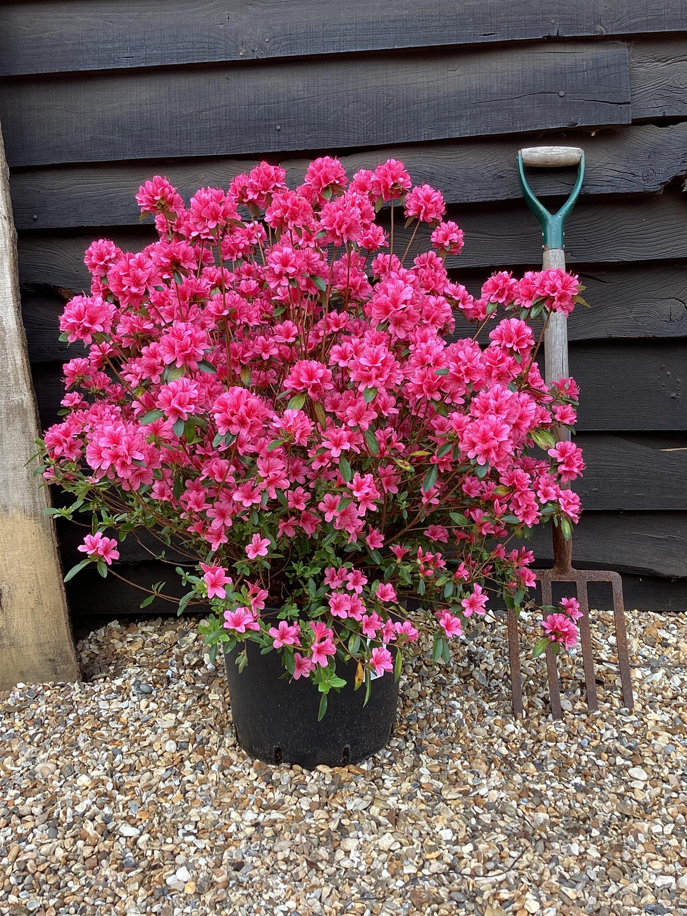 Azalea Japonica Silvester | Rhododendron Silvester - 70-80cm, 15lt   Arundel Arboretum
