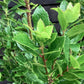 Arbutus unedo | Strawberry Tree - Multistem - Bushy - 150-170cm - 30-35lt