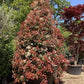 Photinia Red Robin | Christmas berry 'Little Red Robin' - Cone - 400-450cm, 375lt