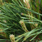 Pinus densiflora 'Alice Verkade' | Japanese red pine - Clear Stem 40cm - Height 75-80cm - Width 40cm - 20lt