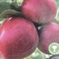 Apple tree 'Worcester Pearmain' | Malus domestica - M26 - Dwarfing - 140-150cm - 10lt