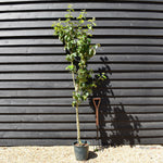 Apple tree 'Blenheim Orange' | Malus domestica - MM106 - Semi-Dwarfing - 150-160cm - 10lt