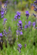 English lavender | Lavandula angustifolia Munstead - 7.5lt