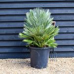 Chamaerops Compacta - Height 80-90cm - Shrub - 50lt