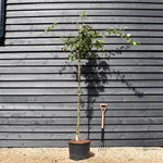 Japanese Crab Apple Tree | Malus Floribunda - Height 250-300cm - Girth 6-8cm - 45lt