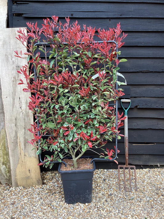 Photinia Pink Marble ('Cassini') | Christmas Berry Pink Marble - Half Frame - 150-160cm, 30lt
