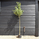 Small-Leaved Lime | Tilia cordata - Height 220-250cm - Girth 6-8cm - 30lt