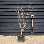 Cornus kousa 'Scarlet Fire' | Dogwood - Height 130-150cm - 15lt