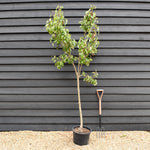 Pear tree 'Conference' | Pyrus communis - Half Standard- Height 160-180cm - 20lt