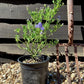 Ceanothus Skylark | Californian lilac ‘Skylark’ - 20-25cm, 2-3lt
