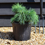 Cedrus libani 'Hedgehog' | Cedar of Lebanon 'Hedgehog' - Height 20-30cm - Width 30-40cm - 6lt