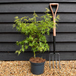 Japanese Maple | Acer palmatum 'Seiryu' - Tree - Height 70-80cm - 5lt