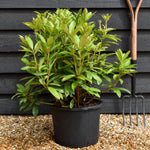 Rhododendron 'Anna Kruschke' - Shrub - Height 60-70cm - 20lt