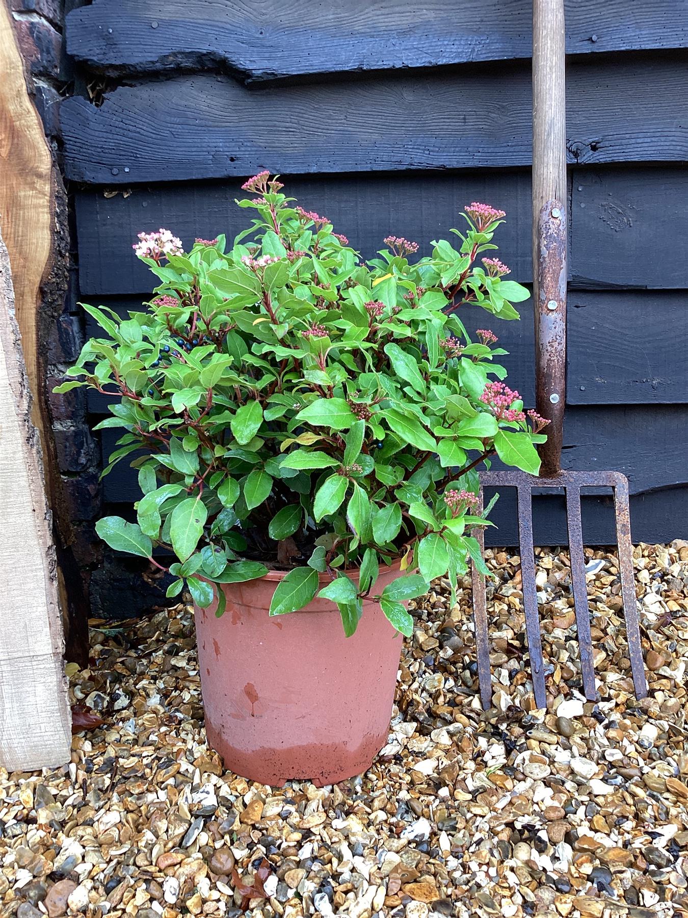 Viburnum tinus 'Gwenllian'