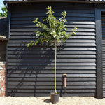 Japanese Flowering Cherry | Prunus serrulata 'Ukon' - Height 200-220cm - Girth 6-8cm - 45lt