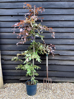Fagus Sylvatica Purpurea | Copper Beech - 160-190cm - 12lt