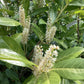 Prunus laurocerasus Rotundifolia | Cherry Laurel 'Rotundifolia' - 200-220cm, 50lt
