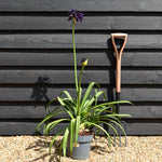 Agapanthus "Black Jack" | African Lily - Height 60-80cm - 5lt
