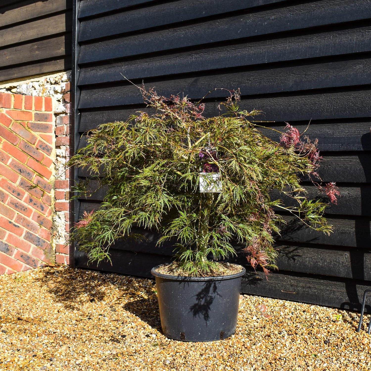 Acer palmatum 'Inaba-Shidare' - Clear Stem 60cm - Wheeping - Height 110cm - 30lt