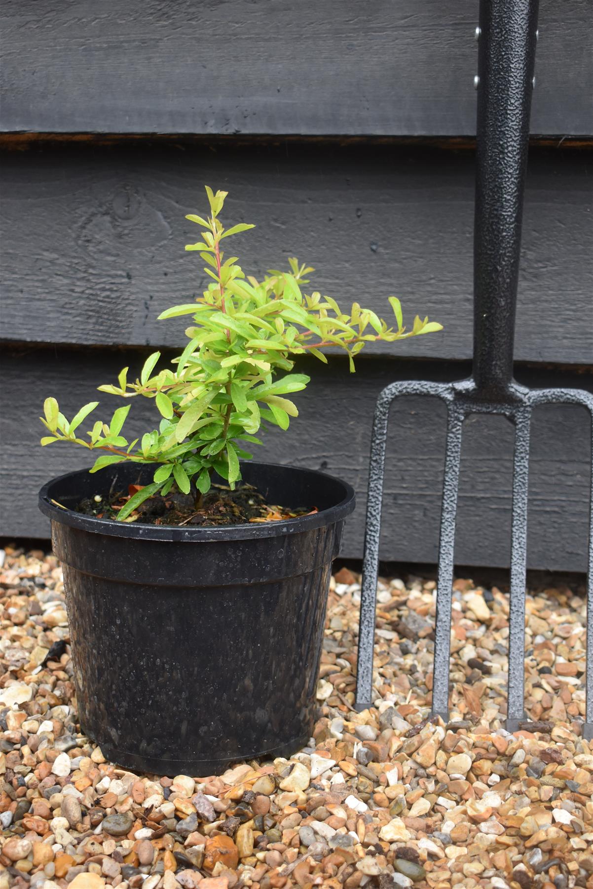 Pyracantha Golden Paradise - Shrub - 20-40cm - 3lt