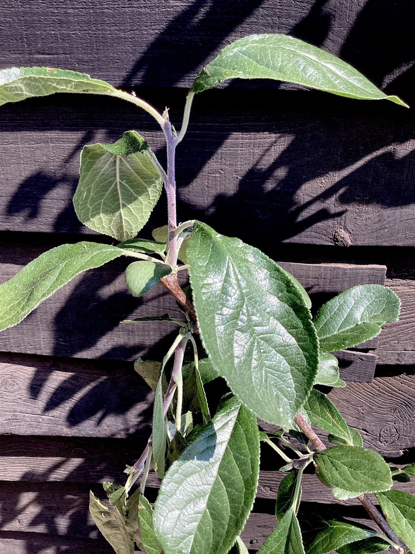 Plum 'Victoria' on Pixy - Dwarfing | Prunus Domestica - 150-160cm - 12lt
