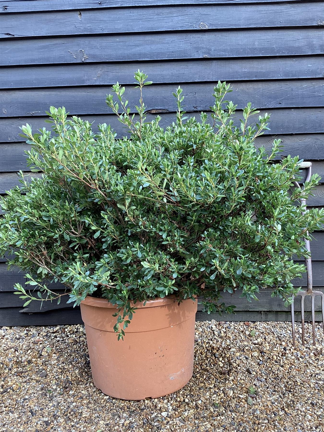 Azalea Japonica | Rhododendron - Ball - Height 80cm - Width - 100cm - 85lt