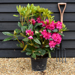 Rhododendron 'Pearce's American Beauty' - Shrub - Height 50-60cm - 10lt
