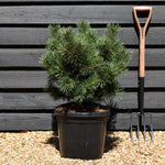 Pinus Uncinata La Cabana - Height 50-60cm - Width 25cm-35cm - 20lt