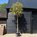 Ligustrum lucidum Variegatum - Clear Stem 190-210cm - Girth 22-24cm - Height 410-450cm - 110lt