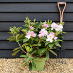 Rhododendron 'Gomer Waterer' - Shrub - Height 50-60cm - 20lt