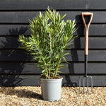 Nerium oleander - Nerium oleander - Bushy - Pink - Height 60-80cm - 10lt