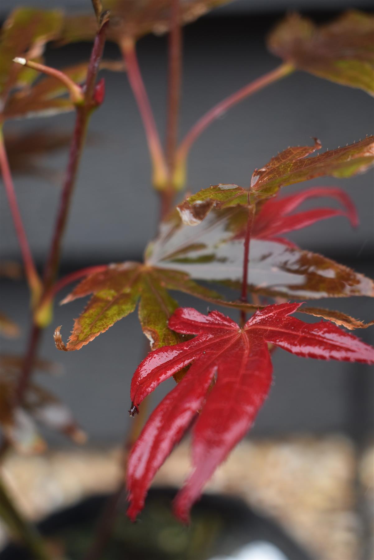 Acer palmatum 'Atropurpureum' | Red Leaf Japanese maple - Height 30-50cm - 3lt